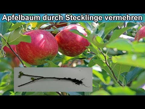 Video: Starten von Apfelbaumstecklingen – Einen Apfelbaum aus Stecklingen züchten