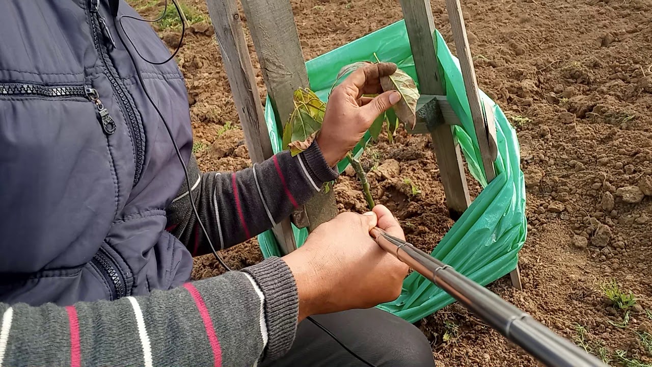 بعض الأخطاء القاتلة بأشجار الأفوكادو|fautes mortels