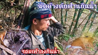 ขัดห้างได้ฟานตัวใหญ่มาก