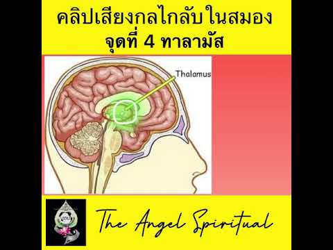 จุดที่ 4 ทาลามัส กลไกลับในสมอง (คิดอย่างไรให้สำเร็จ)