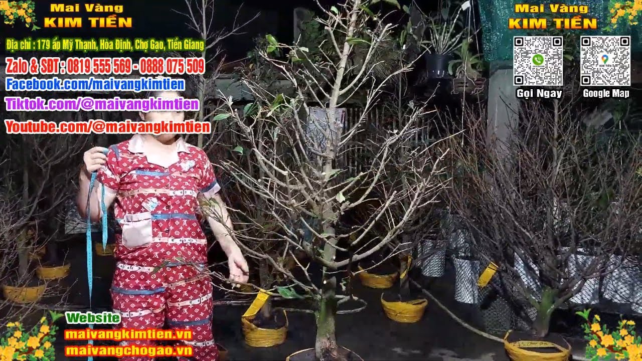 Phôi Mai Thủ Đức Giá Rẻ Bao Ship Bao Sống Toàn Quốc - Mai Vàng Kim Tiền Chợ Gạo