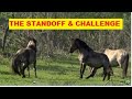 Wild Horse Herds Behavior & Observations - Great Footage Of Wild Herd Interactions