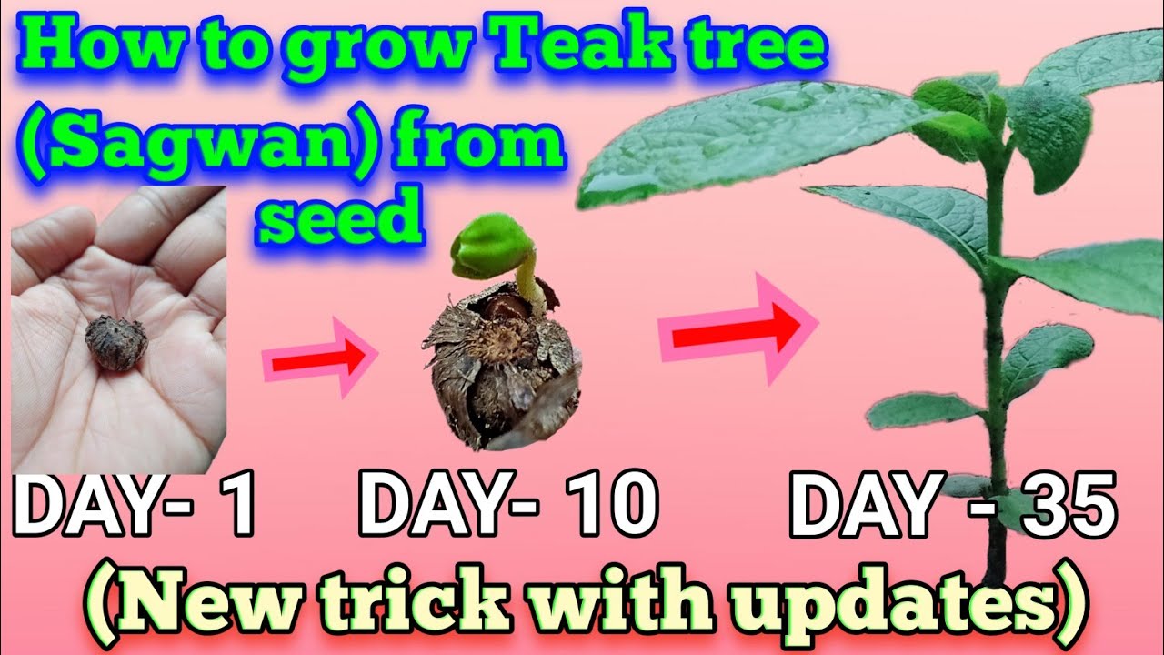 How To Grow Teak Tree From Seed Sagwan Tree Farming teak Tree teak how-to-grow-teak-tree-from-seed-sagwan-tree-farming-teak-tree-teak