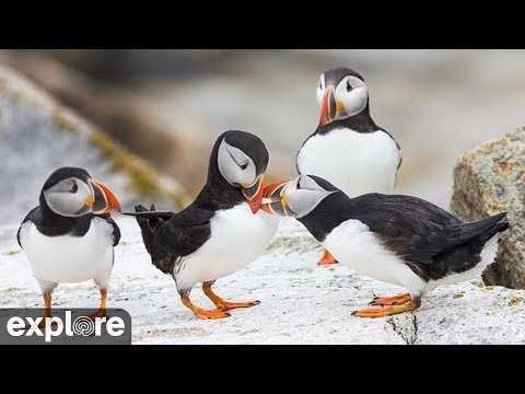 Preview image for LIVE Puffin Boulder Berm - Seal Island, Maine | explore.org