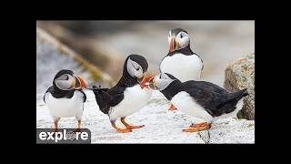 シール島 パフィンの岩場(Puffin Boulder Berm) のライブ映像