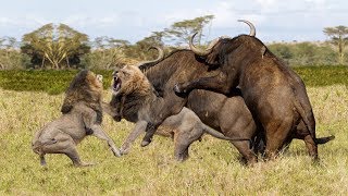 Buffalo Escapes Lion | Buffalo Herd Save Fellow From Lion Pride Hunting