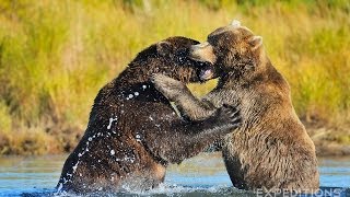 Alaska Grizzly Bears Fighting | Alaska Brown bears wrestling