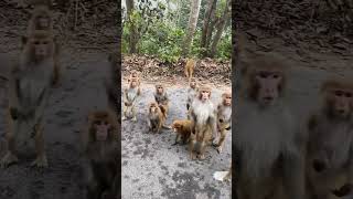 Monkey in search of food