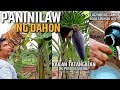 ANO ANG GAGAWIN KAPAG NANINILAW NA ANG SAGING? | KAILAN BA TATANGGALAN NG PUSO NG SAGING?