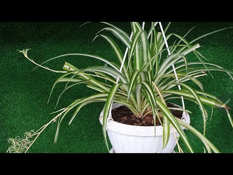 فيديو: سمية نبات العنكبوت - هل ستؤذي نباتات العنكبوت القطط؟
