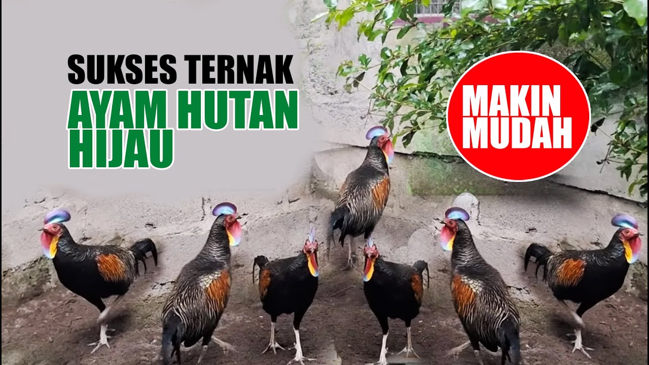 SUKSES TERNAK AYAM HUTAN HIJAU - DULU SUSAH KINI JAUH LEBIH MUDAH, SEMUA BISA MENCOBA & CUAN