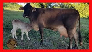 Rancho Loma Alta Suizbu y Gyr Lechero en Mexico