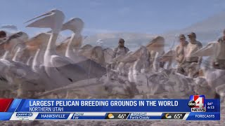 Young pelican numbers dwindle in Utah why breeding ground is threatened