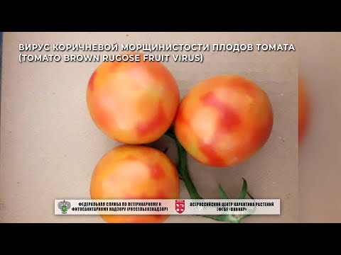 Вирус коричневой морщинистости плодов томата (Tomato brown rugose fruit virus)