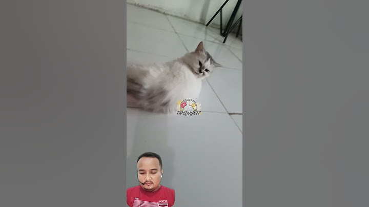 KUCING KEPO #8, KUNYIL SOK GALAK