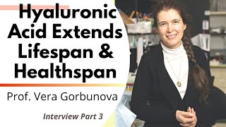 Hyaluronic Acid Extends Lifespan & Healthspan | Professor Vera Gorbunova Ep3