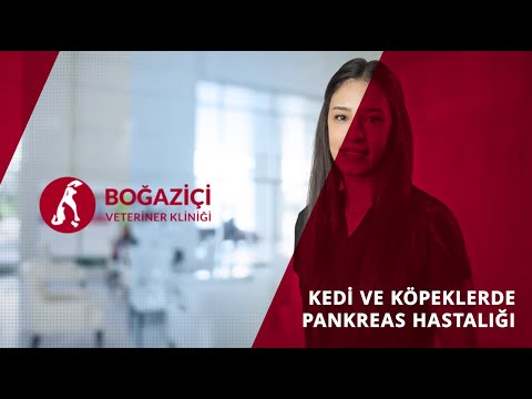 Video: Kedilerde Pankreas Kanseri