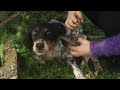 Abandoned hunting dog found terrified and tied in a tree.