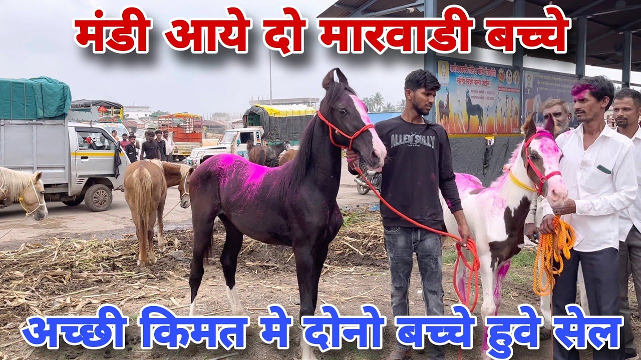 क्या जोरदार मारवाडी बच्चे थे ये दोनो।येवला घोडा मंडी । Yeola Horse Market #horsemarket #coltforsale