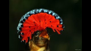 Royal Flycatcher