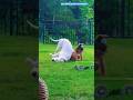 Adorable moments playful dog bonds with joyful baby kids in the parkviral ytshorts youtubeshorts