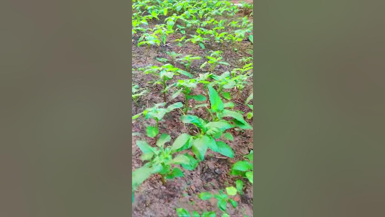 Organic Green Amaranthus Cultivation | How To Plant Amaranths Red ...