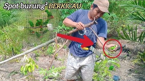 petualang mikat burung serindit pakai pulut lidi baru langsung poin burung kicau mania|attract birds