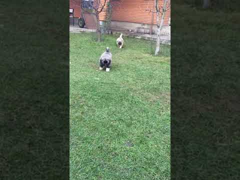 Caucasian shepherd dog puppies Grey Baron kennel