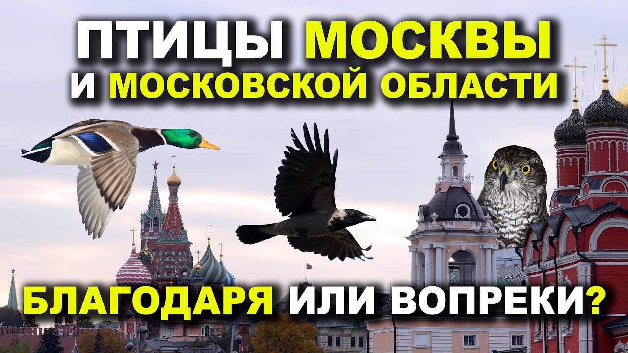 Птицы Москвы и Московской области: Благодаря или Вопреки?