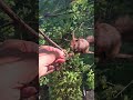 Hörnchen nimmt doch ne Walnuß #shorts