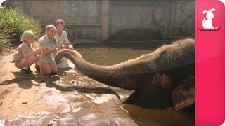 Bindi & Robert Irwin feature Siam the  Asian Elephant - Growing Up Wild