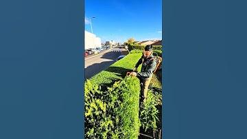 Máy cắt tỉa cây cảnh, hàng rào #bonsai #bonsaitree #caycanh #bonsai #thinhhanh