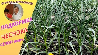 Подкормка ченока в мае Обработка от болезней