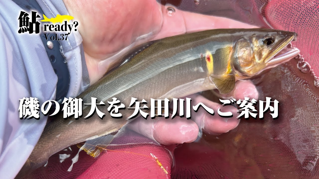 磯の御大を矢田川へご案内【鮎Ready?VOL.37】 - YouTube