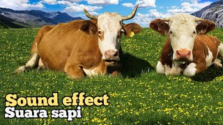 Cow sound effect ~ Efek suara sapi [No Copy Right]