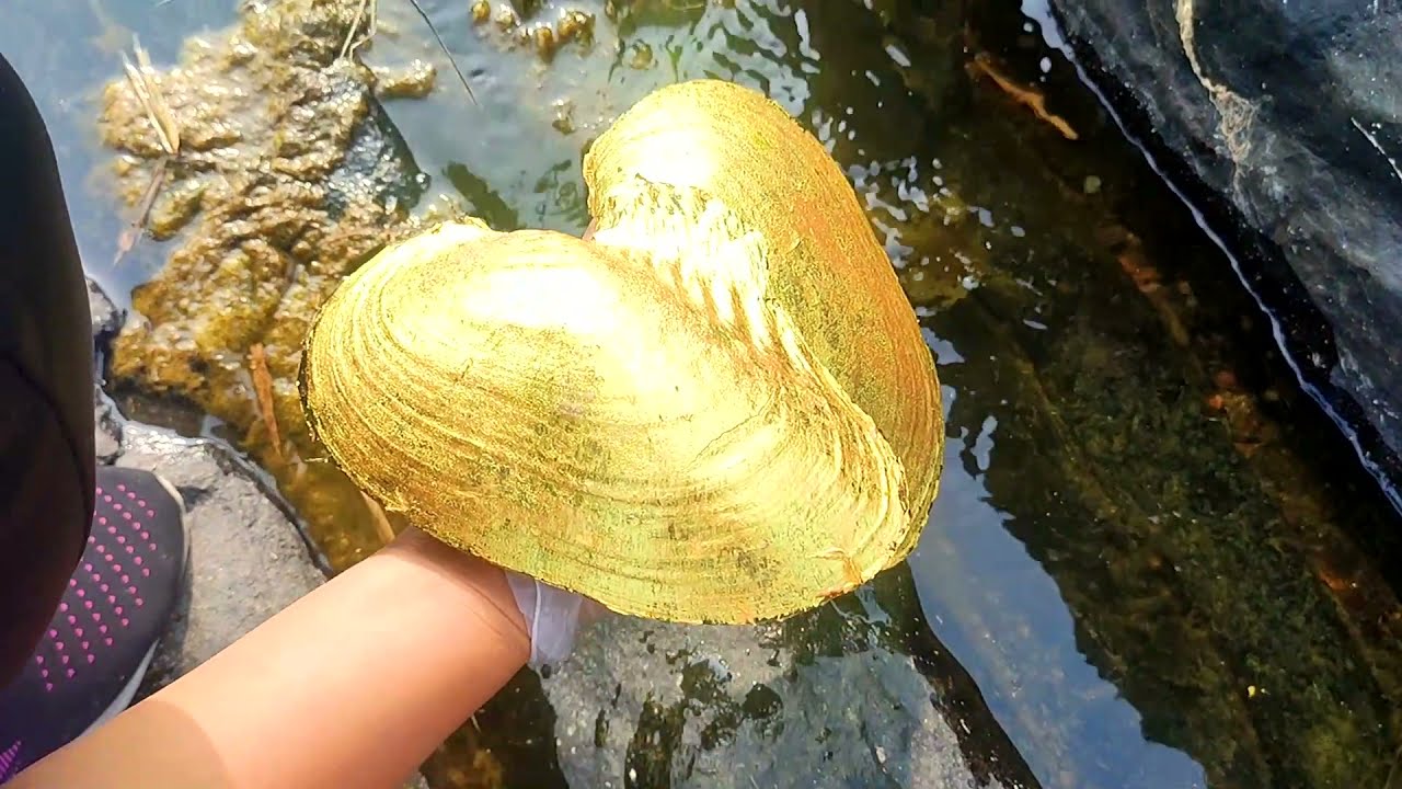 Wild golden pearl oyster! After the mountain torrent, the girl caught the  rare golden shell.gold 