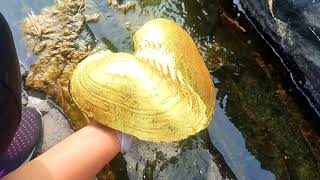 Wild golden pearl oyster! After the mountain torrent, the girl caught the rare golden shell.gold