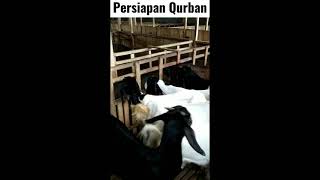 Kambing Persiapan Qurban