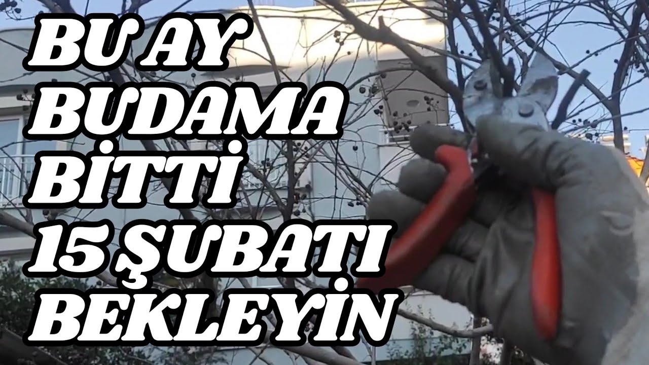 Dolunayı Bekle, Sonra Buda