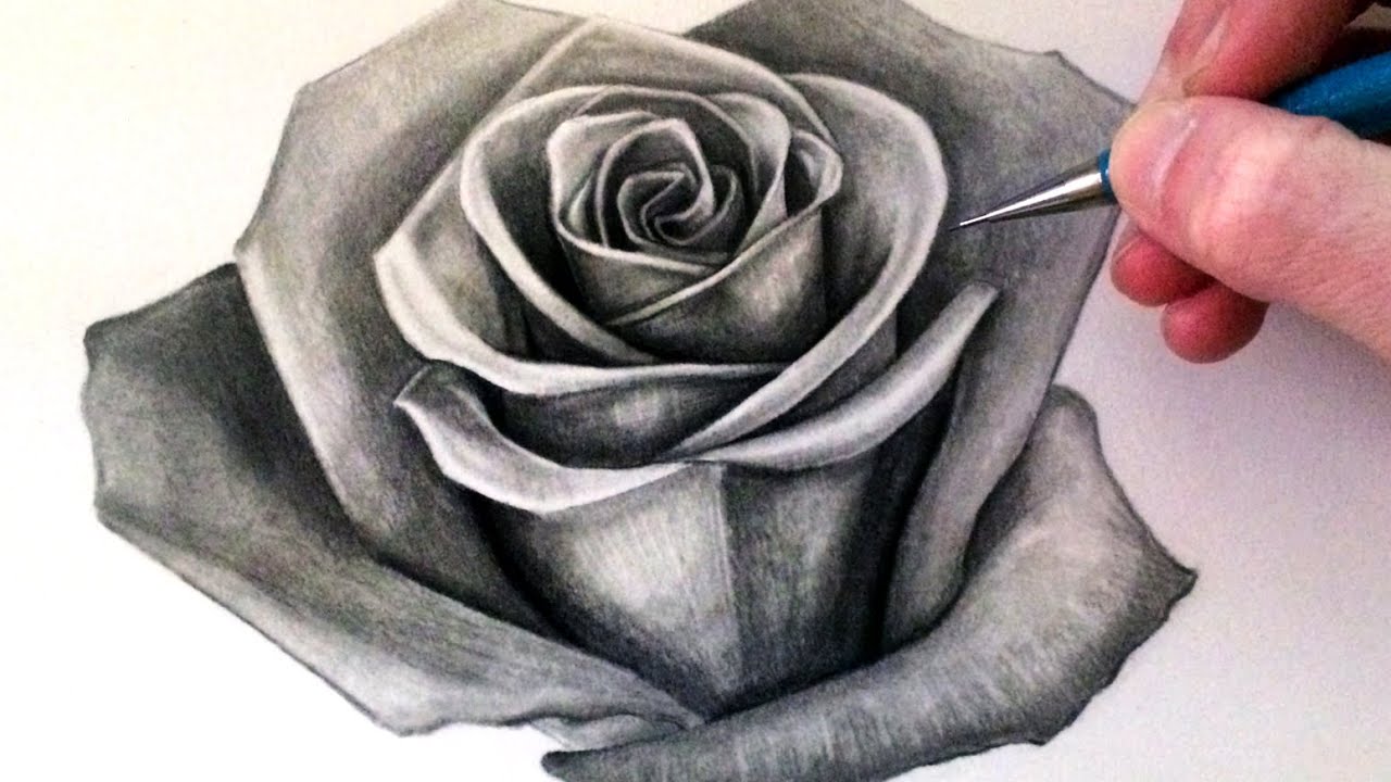 The Ultimate Collection of Over 999 Rose Drawing Images – Stunning 4K ...