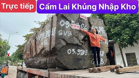 Trực tiếp | Khúc Gỗ Cẩm Lai Khủng Hạ Bãi gỗ Việt Bắc