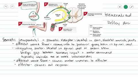 Introduction to Reflexes