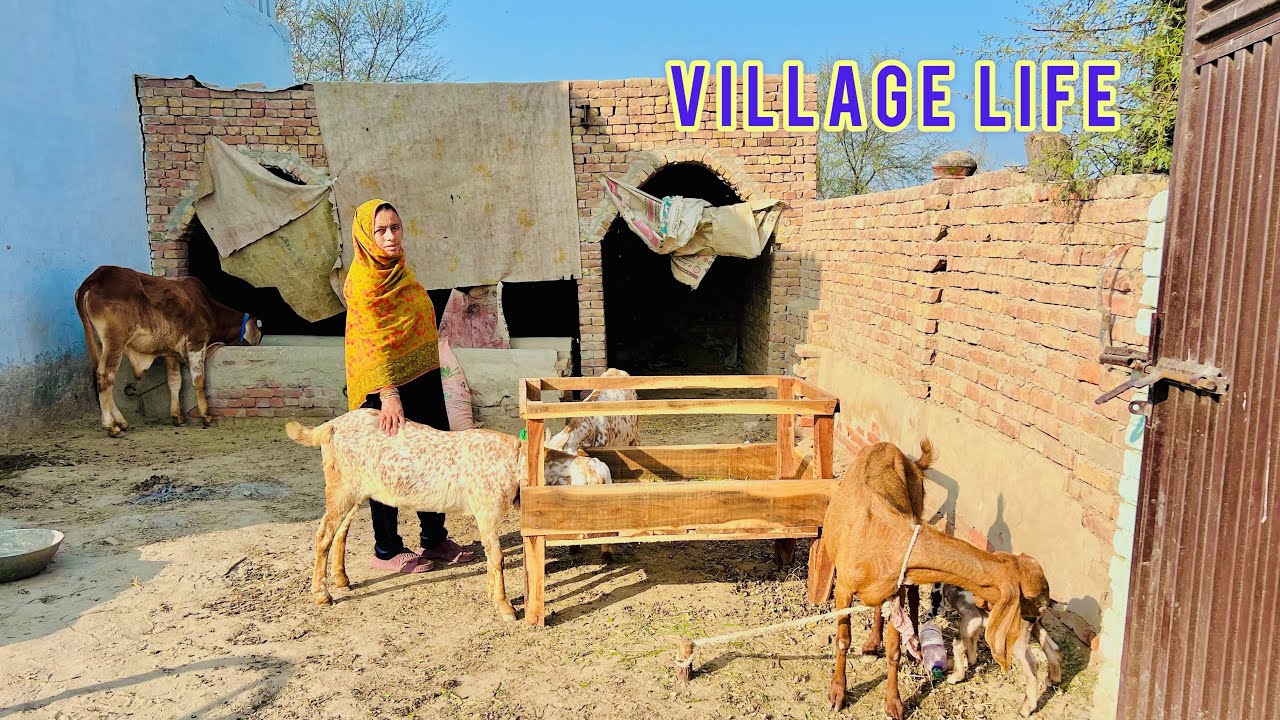 Life In Village Punjab Pakistan 🇵🇰 Kiran Vlogs - YouTube