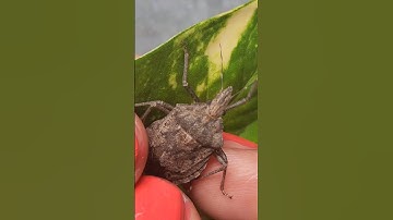 Can Stink Bug Fly #shorts #Nature #animals