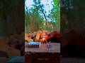 machis ki tilli ke sath experiment #viralvideo #experiment #short