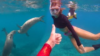 Wild monk seals stole my fish!