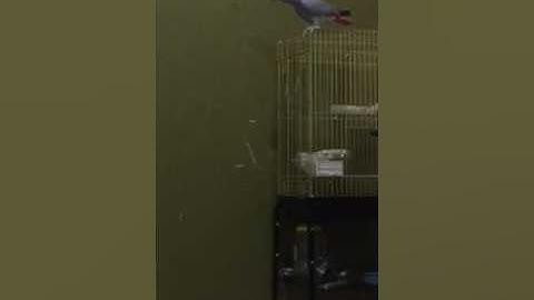 كاسكو يتكلم سورة الإخلاص