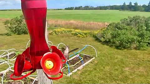 Highland  3 Hummingbird Aug 3rd