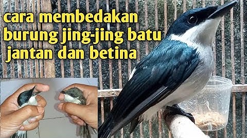 cara membedakan burung jing-jing batu jantan dan betina