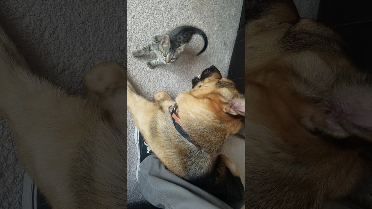 Kitten attacks german shepherd YouTube